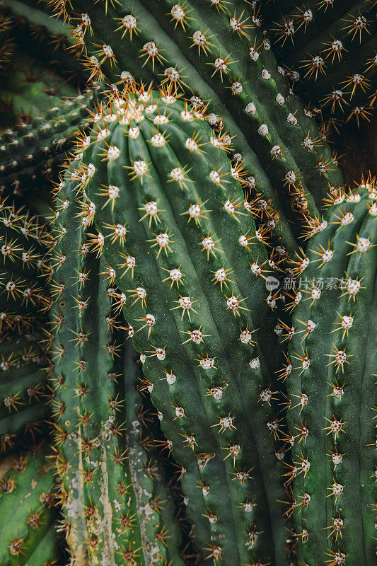 植物园大仙人掌trichocereus pasacana的细节拍摄